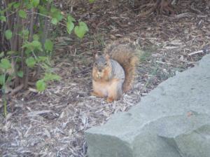 A squirrel I feed on campus :)