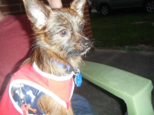 Our regal-looking, 4th of July-celebrating chihuahua :)